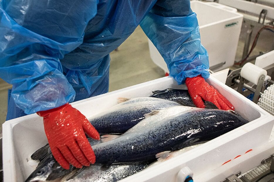 サーモンの箱詰め